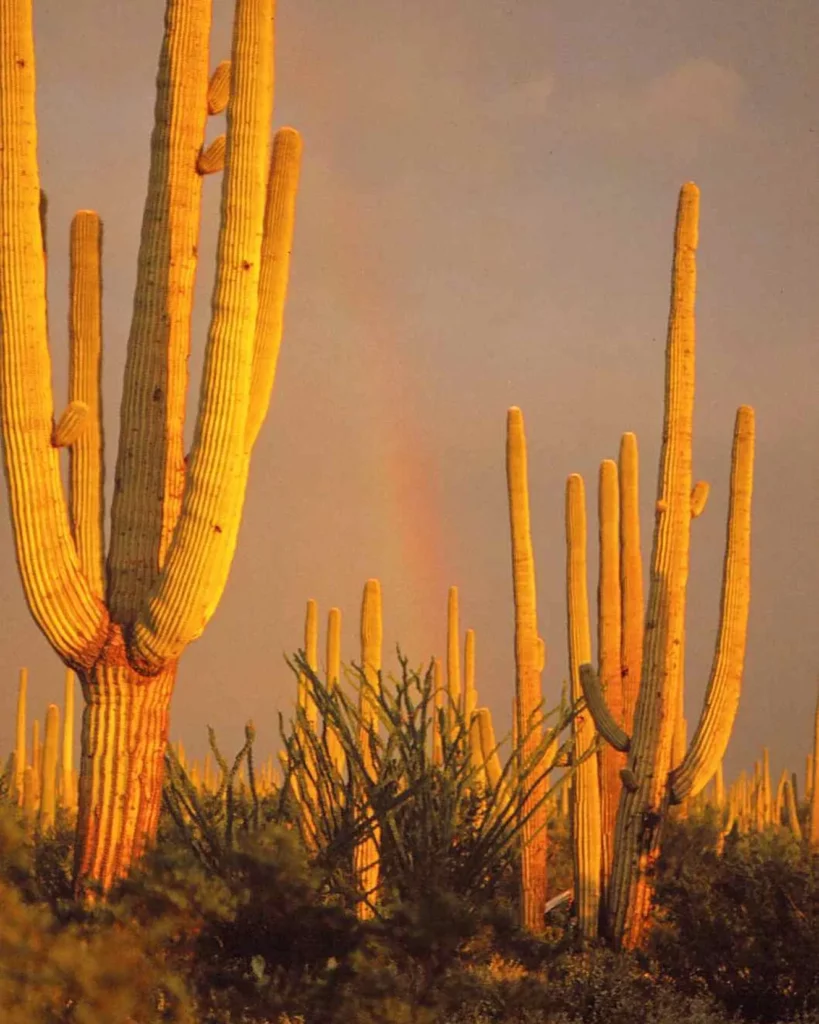 A woman is dwarfed by a saguaro cactus. The saguaro is a tree-like cactus  that can grow to be over 70 feet (21 m) tall. It is native to the Sonoran De