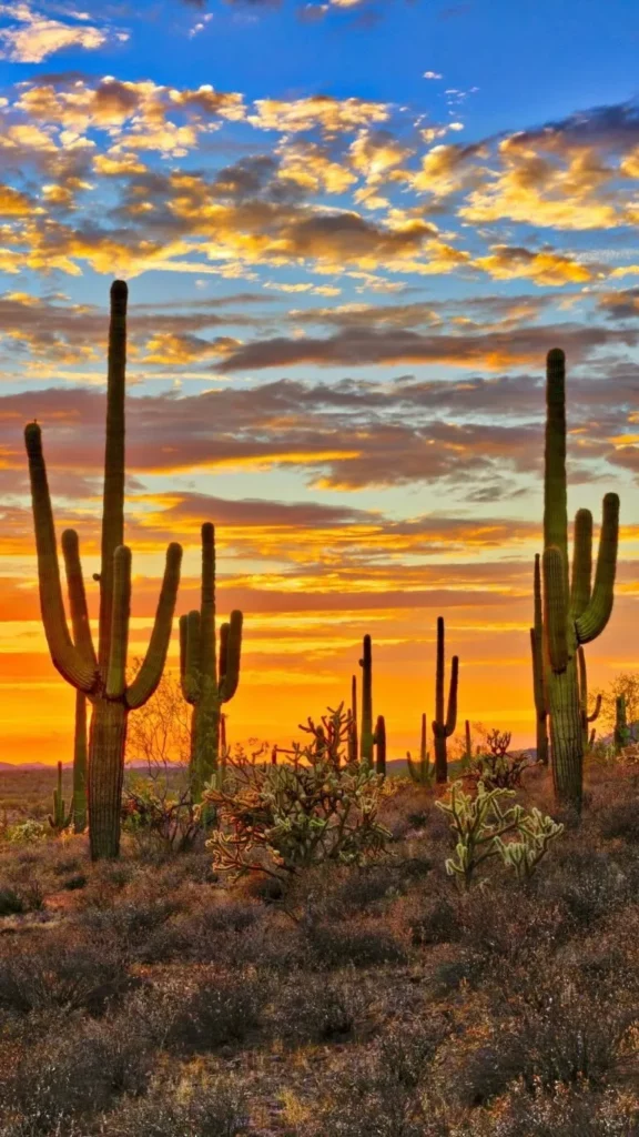 Saguaro Cactus: Iconic Care Strategies