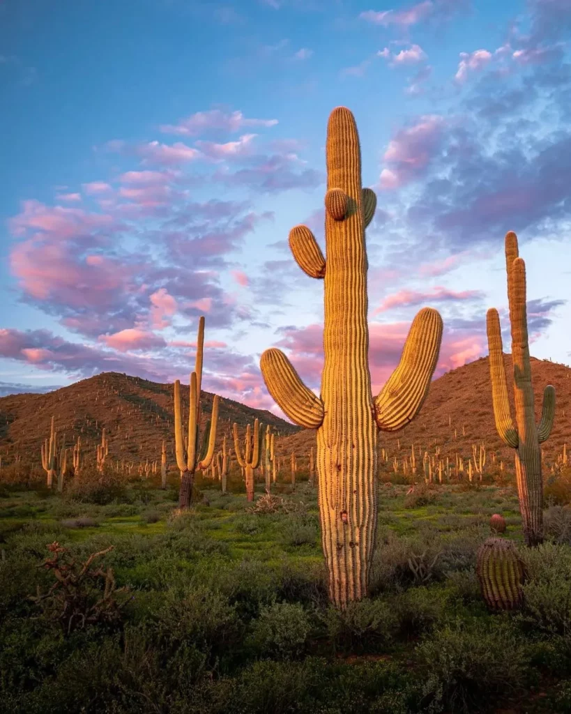 Saguaro Cactus: Iconic Care Strategies