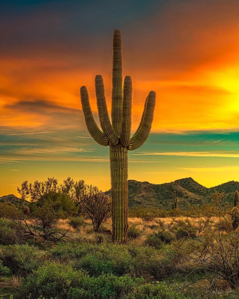 Saguaro Cactus: Iconic Care Strategies