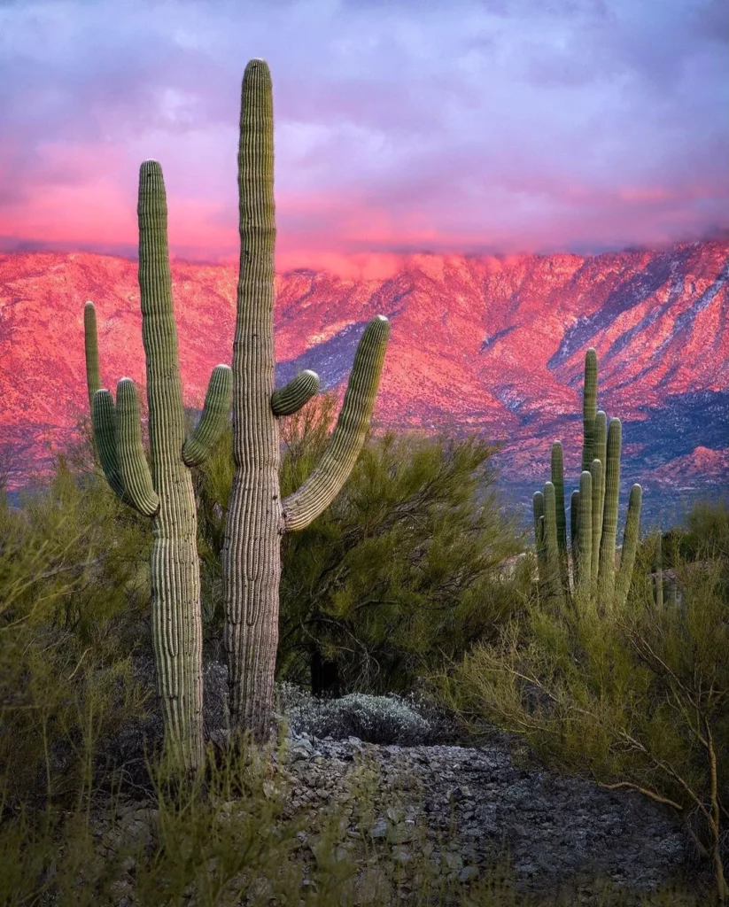 saguaro cactus flower pink