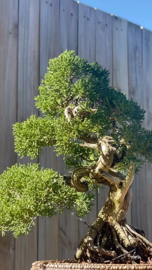 2.5 Feet Tall Shimpaku Juniper Bonsai (Juniperus chinensis 'Shimpaku') Tree Near fence at Garden Area