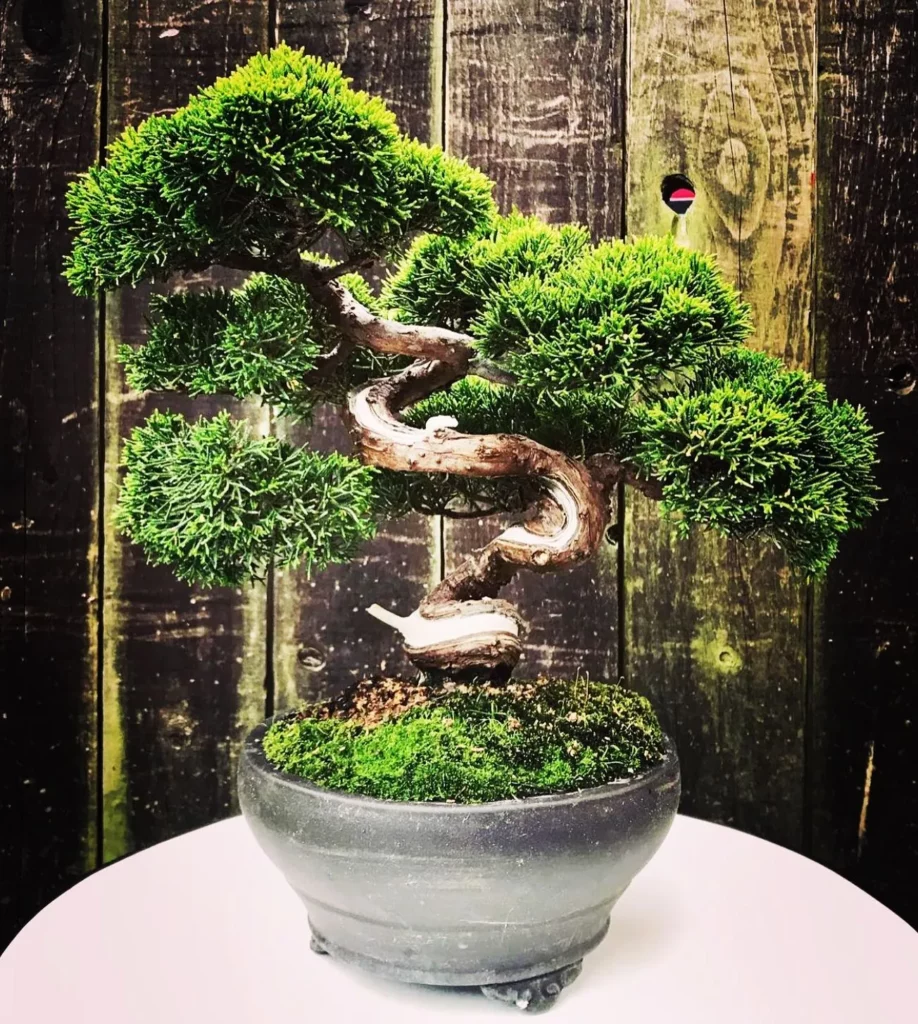 Gorgeous Juniper Bonsai