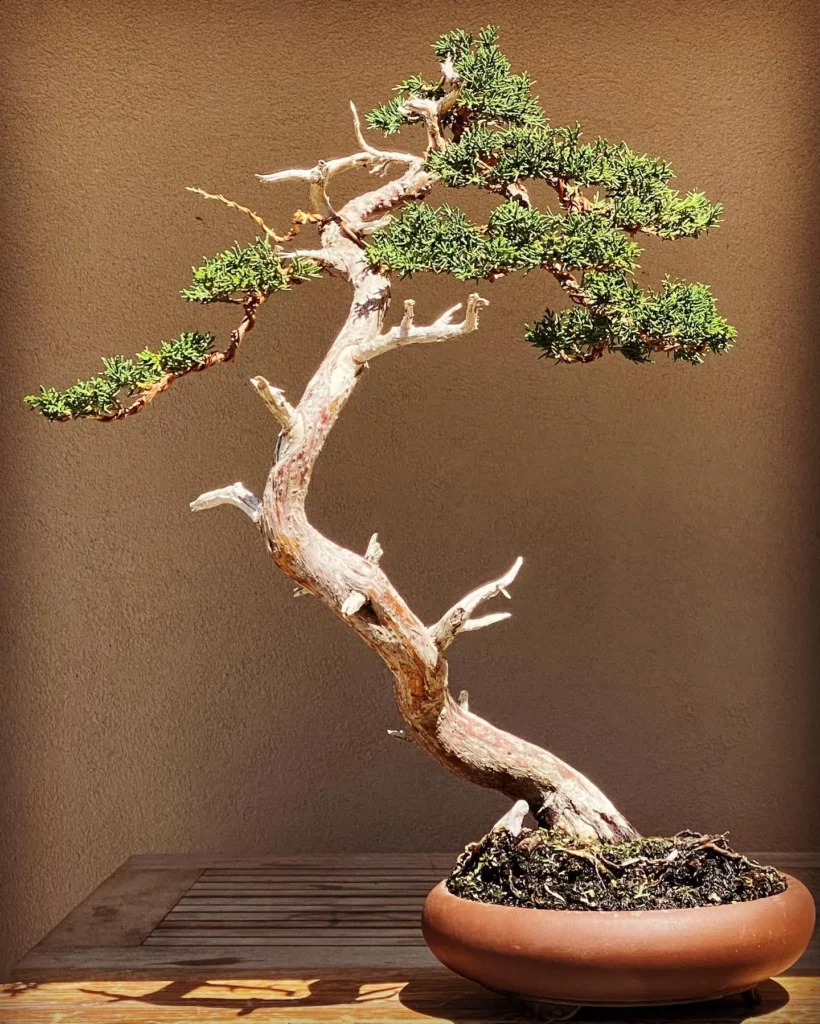 2 Feet Tall Shimpaku Juniper Bonsai (Juniperus chinensis 'Shimpaku') Tree In Brown Color Clay Pot Displayed On Wooden Stand at Garden Area