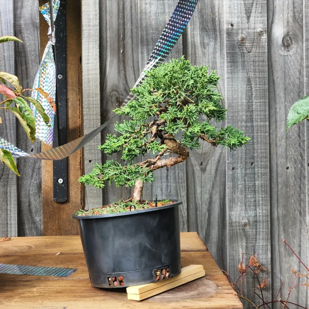 Shimpaku Juniper Bonsai (Juniperus chinensis 'Shimpaku') Tree In Black Color Pot near Wooden Fence at Garden Displayed on Wooden Stand