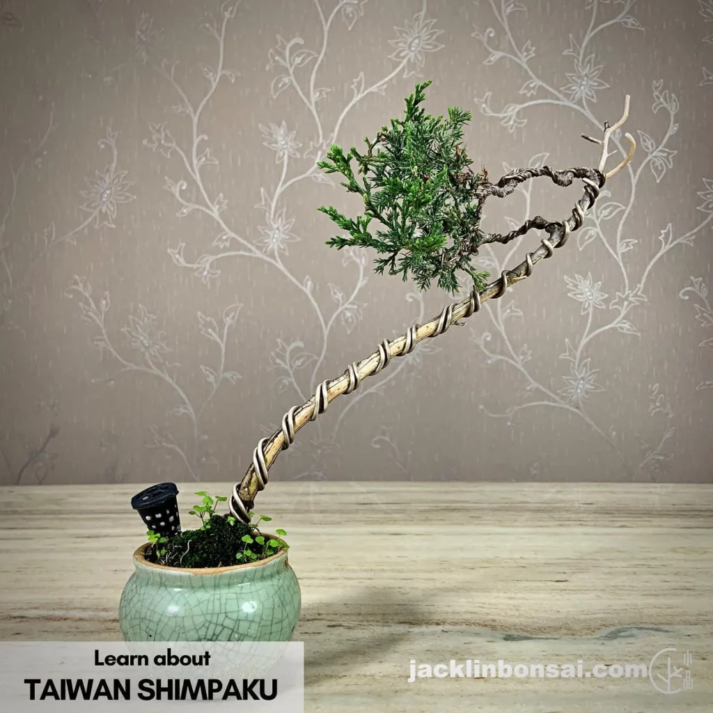 Shimpaku Juniper Bonsai (Juniperus chinensis 'Shimpaku') Tree In Rounded Ceramic Pot On Wooden Floor at Garden