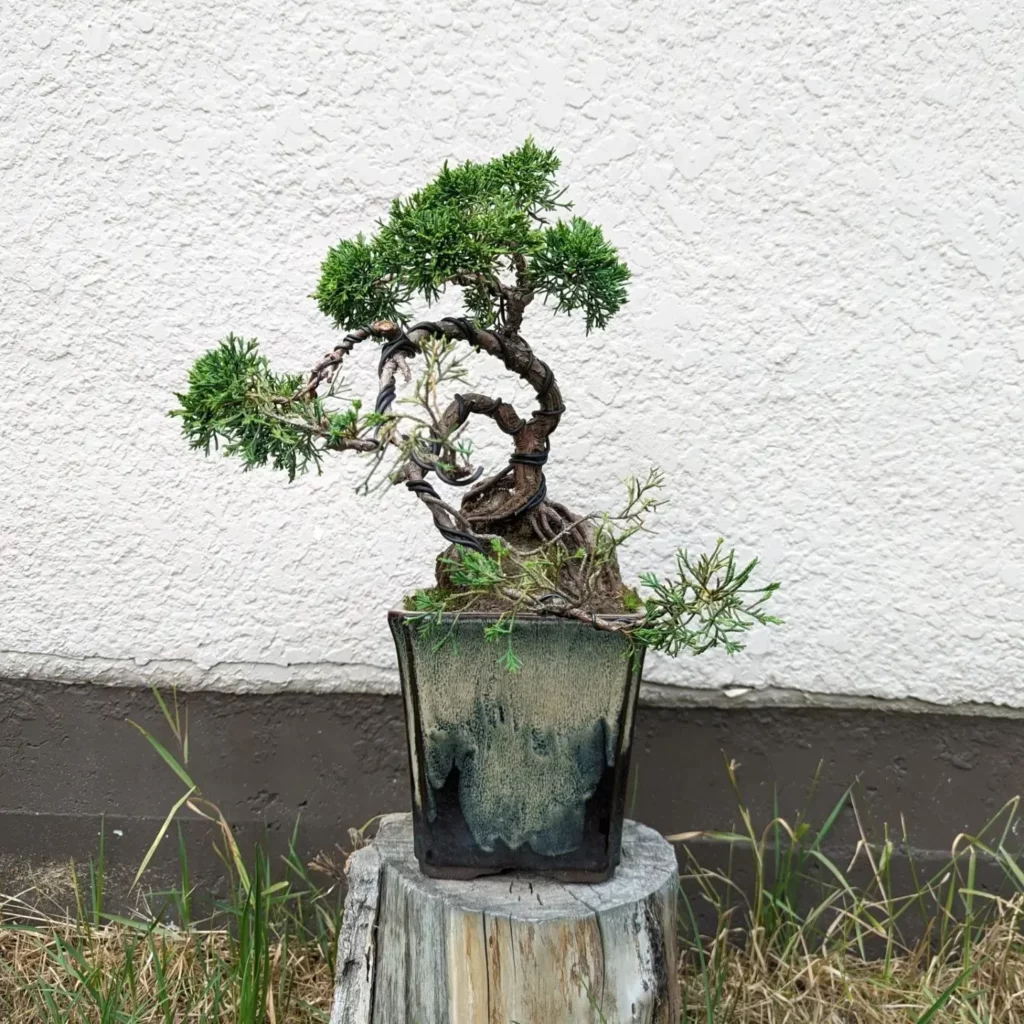 Shimpaku Juniper Bonsai (Juniperus chinensis 'Shimpaku') In 6" Square Shape pot on Wooden Stand at Garden