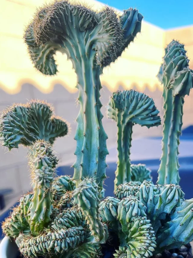 Blue Candle Cactus In 10" Pot Closer View