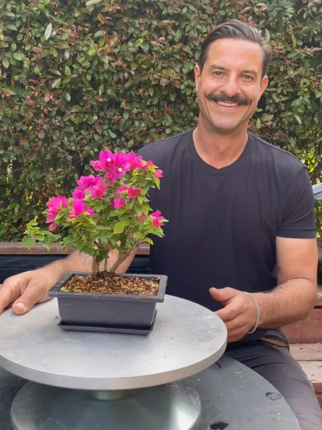 Happy Man with Blooming Bonsai Bougainvillea In Square Shape Pot On Metal Stand at Outdoor Garden Area