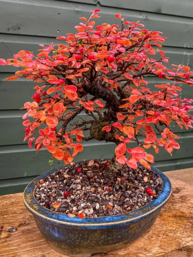 Cotoneaster Bonsai (Cotoneaster spp.) Tree In Ceramic Pot Displayed On Wooden Rack near Fence at Garden