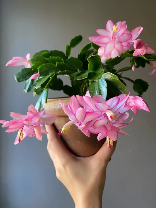 Beautiful Christmas Cactus In 4" Clay Pot