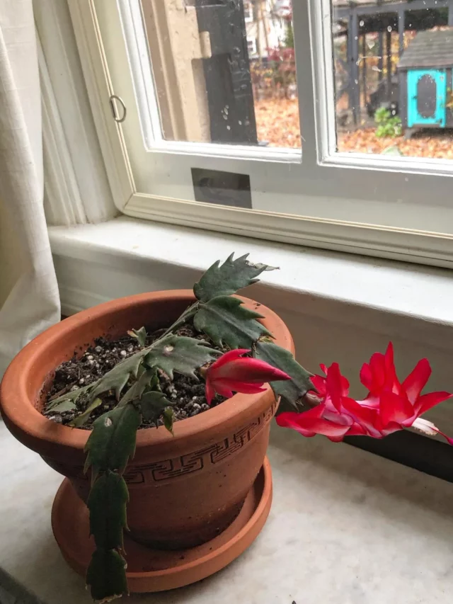 Christmas Cactus with Red Flower In 12" Clay Pot observing Sunlight through the Window