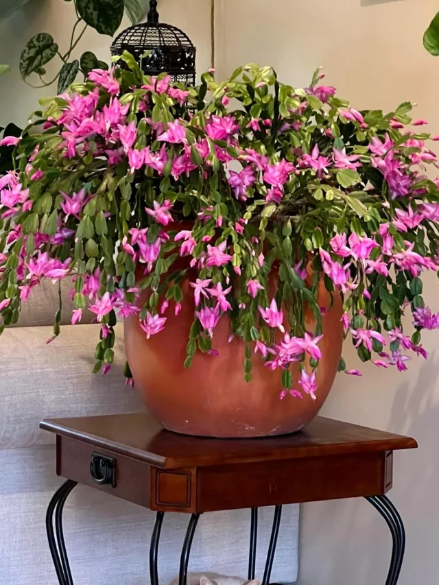 Christmas Cactus with Pink Flowers In 12" Clay Pot kept on Wooden Table and White Pet Cat below Near Sofa at Home with other Indoor Plants