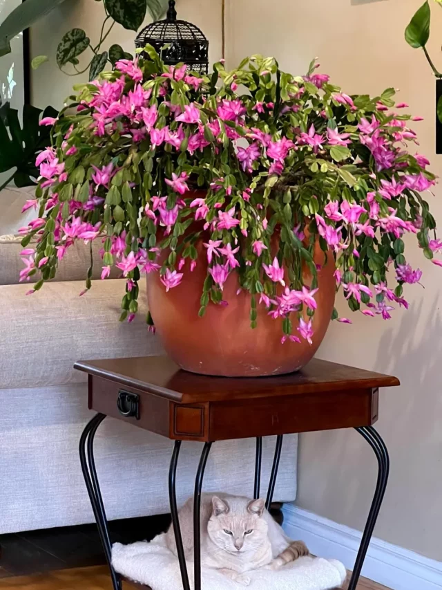 Christmas Cactus with Pink Flowers In 12" Clay Pot kept on Wooden Table and White Pet Cat below Near Sofa at Home with other Indoor Plants