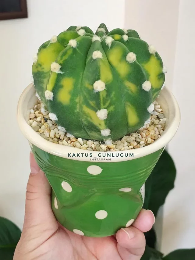 Echinopsis Subdenudata In 4" Green Color Painted Ceramic pot at Home with other Indoor Plants Near the wall