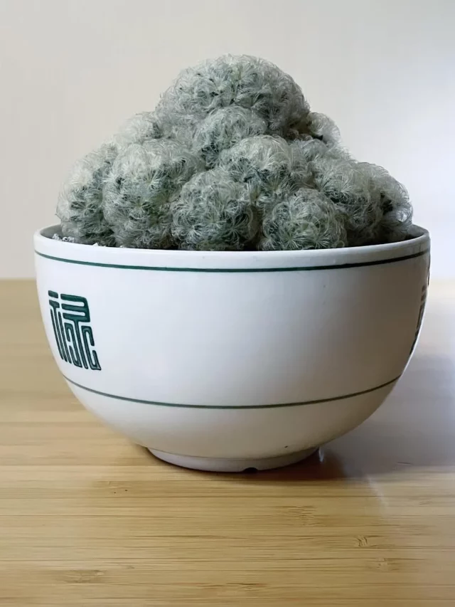 Feather Cactus Desert Plant In 4" White Color Ceramic Pot On Wooden Table near Elecric Lamp at Home Living Area