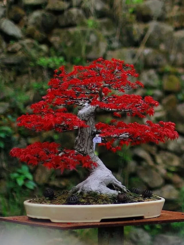 Ficus Bonsai Plant with Beautiful Leaves