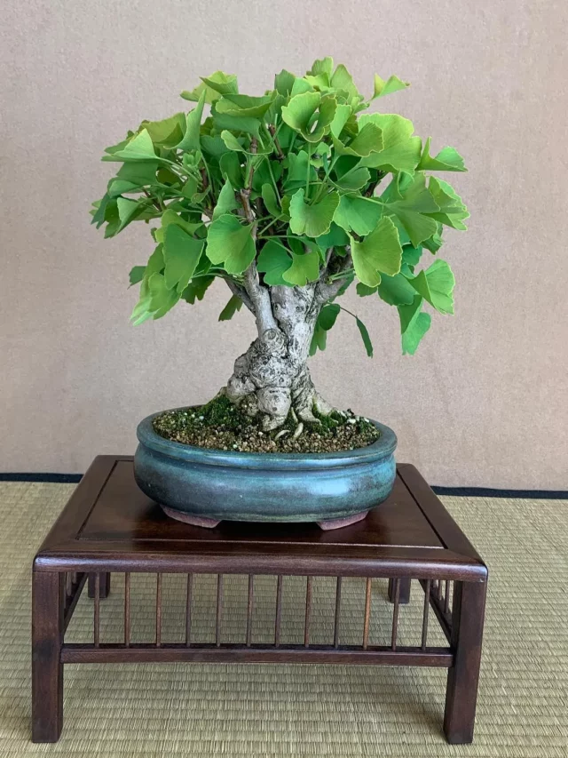 10" Tall Ginkgo Bonsai (Ginkgo biloba) Tree In Clay Pot Displayed On Wooden Stand at Home Garden