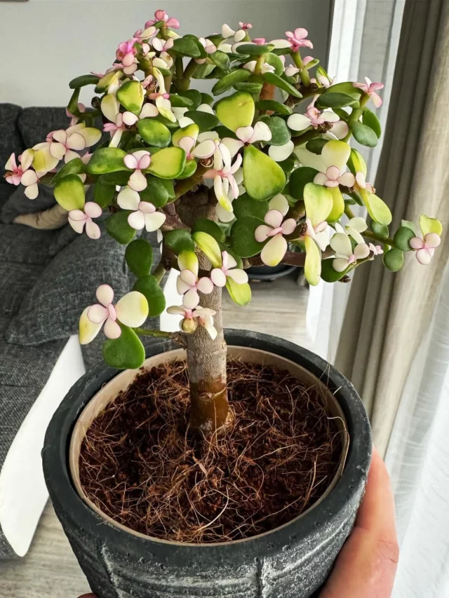 Jade Plant In 6" Pot Near Window at Home Living Area