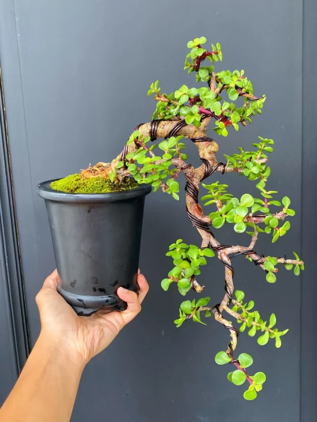 Jade Plant In 4" Black Color Pot with Stems Tied in wires at Home