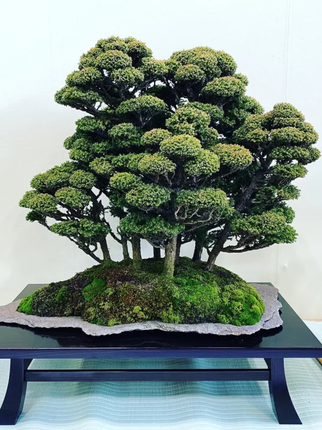 Group of Japanese Cedar Bonsai (Cryptomeria japonica) Trees In Various Heights Displayed On Wooden Stand at Garden Floor