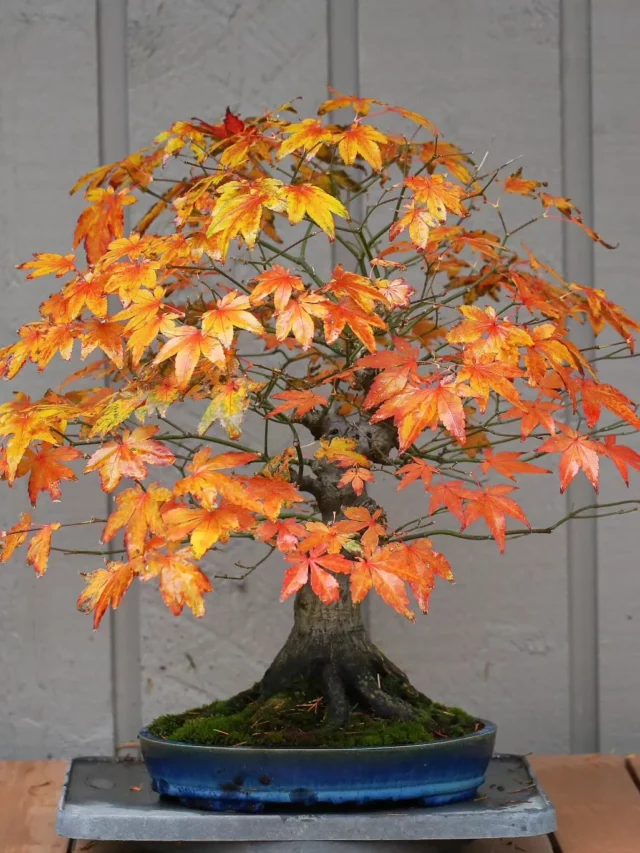 Japanese Maple Bonsai (Acer palmatum) In Decorated Ceramic Pot Displayed On Wooden Rack near Fence at Garden