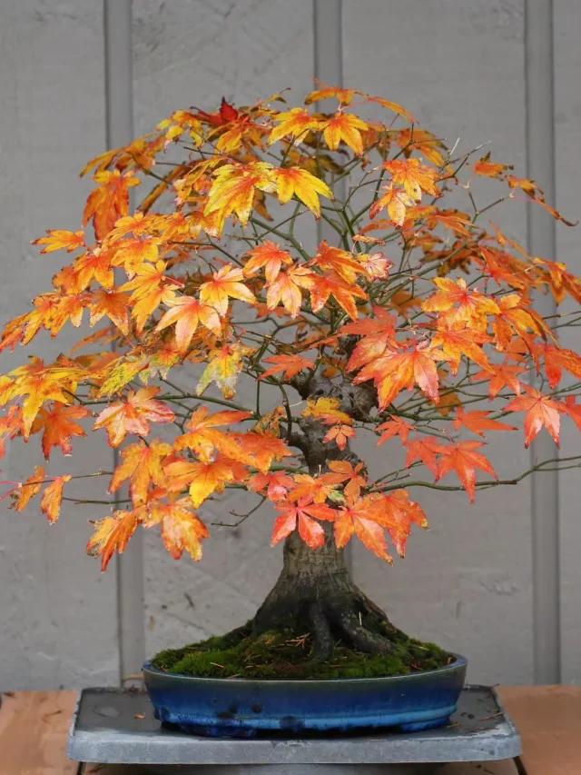 Japanese Maple Bonsai (Acer palmatum) In Decorated Ceramic Pot Displayed On Wooden Rack near Fence at Garden