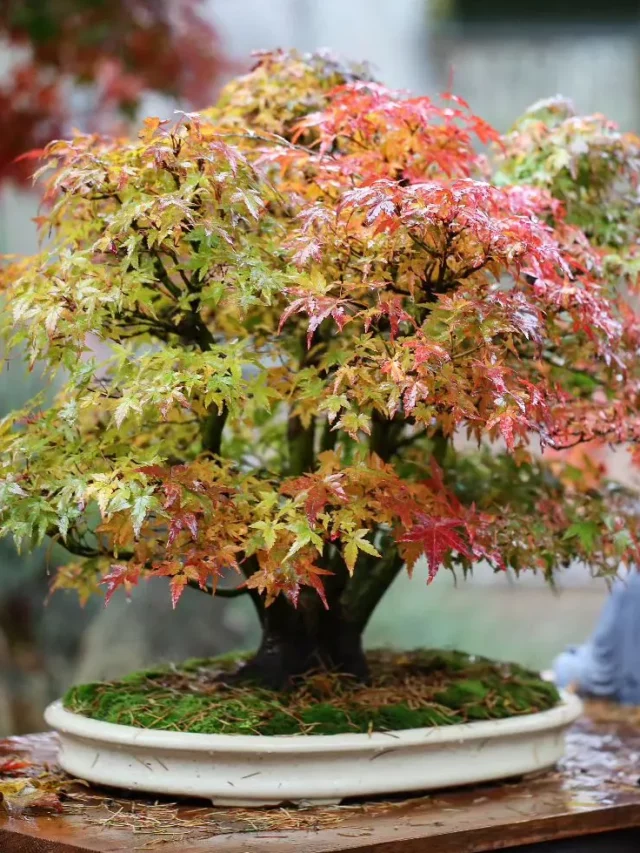 Japanese Maple Bonsai (Acer palmatum) In Rounded White Color Ceramic Pot Displayed On Wooden Rack at Garden
