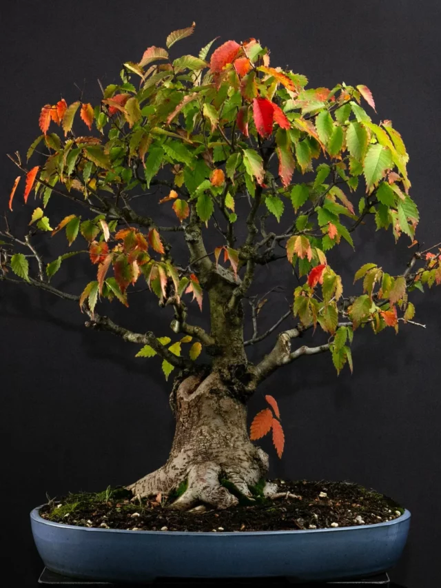 Korean Hornbeam Bonsai (Carpinus turczaninowii) Tree with Colorful Leaves