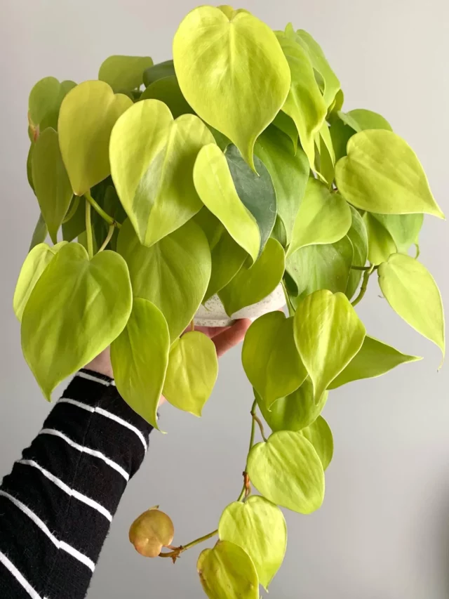 Lemon Lime Philodendron In While Pot