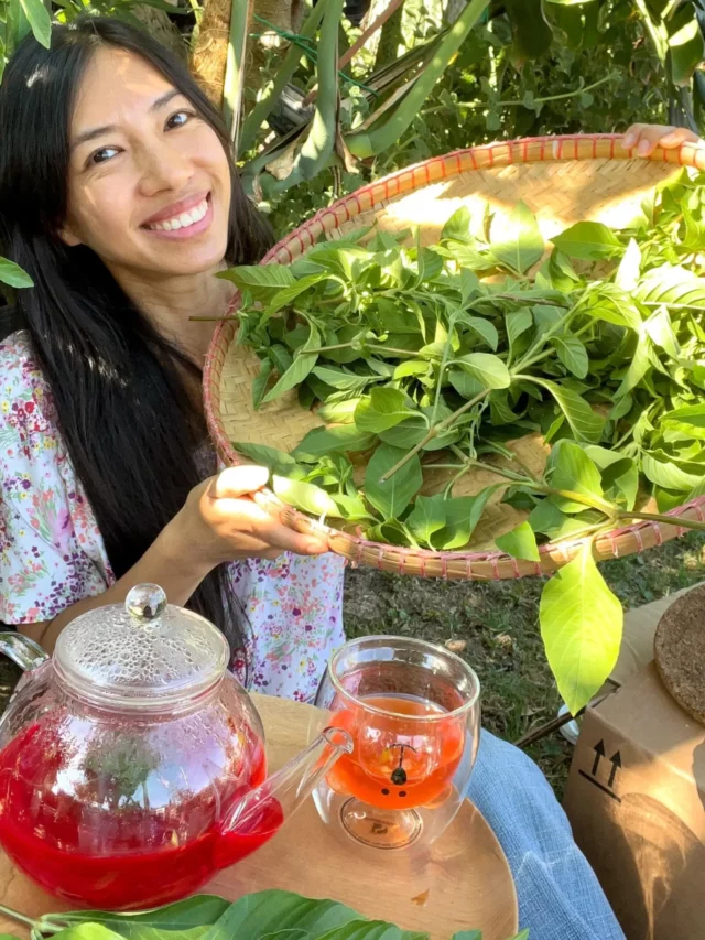 Girl carrying Mexican Honeysuckle Desert Plant at Garden and Jar with Mexican Honeysuckl Herb tea and Cup on Table