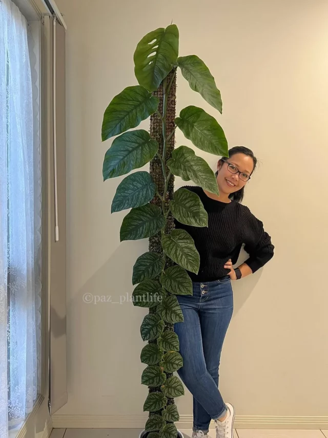 Happy Girl Posing with 6 Feet Tall Monstera Dubia and It's Moss Pole