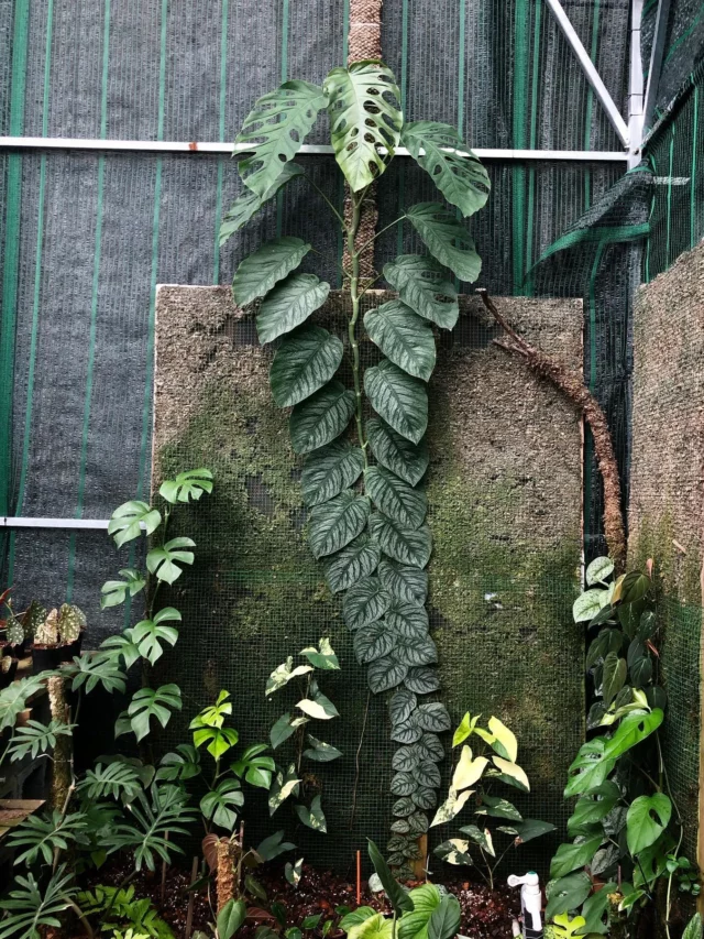 Monstera Dubia with other Indoor Plants In Garden