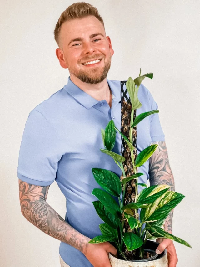 Happy Man Posing with Monstera Karstenianum (Peru Monstera) with its Support Stick