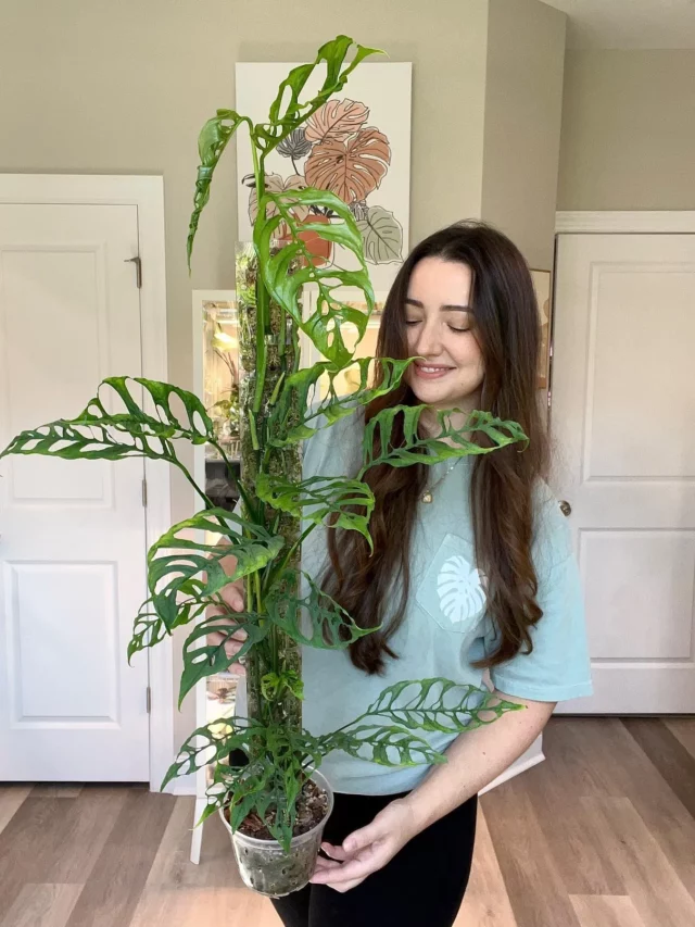Girl Posing with Monstera Obliqua In Plastic Pot with Moss Pole