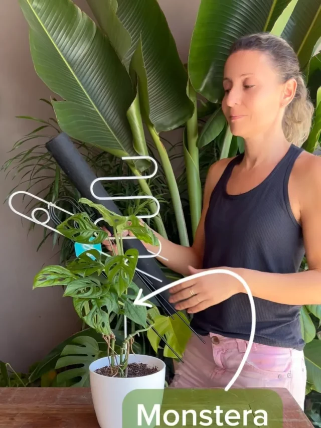Girl with Monstera Obliqua In White Pot with support Rod On Wooden Table
