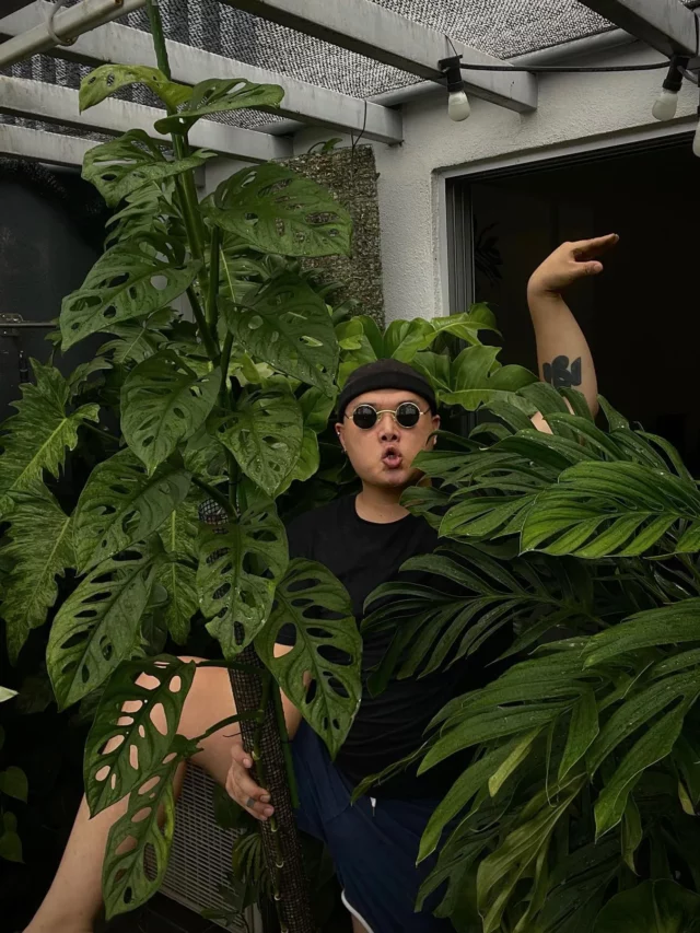 Man Posing with Monstera Pinnatipartita