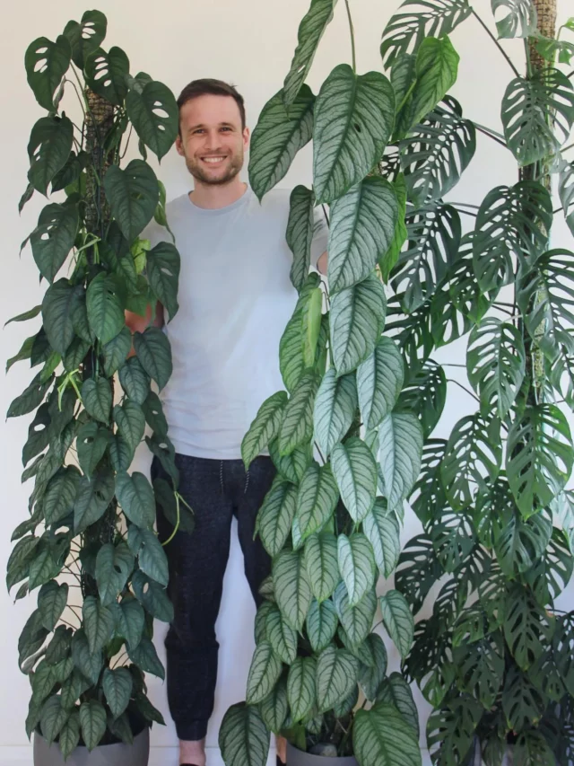 Man with 7 Feet Monstera Siltepecana (Silver Monstera) and it's Moss Pole