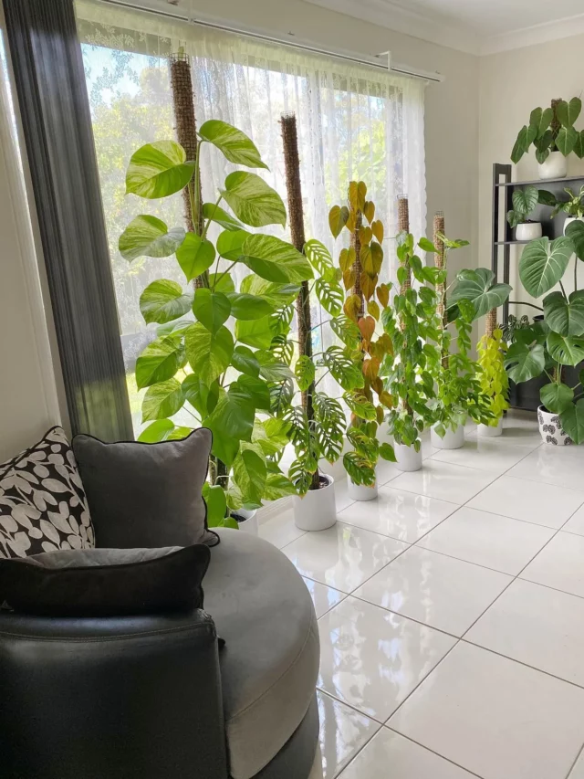Monstera Siltepecana (Silver Monstera) In White Pot with Moss Pole near Window for Sunlight On Floor