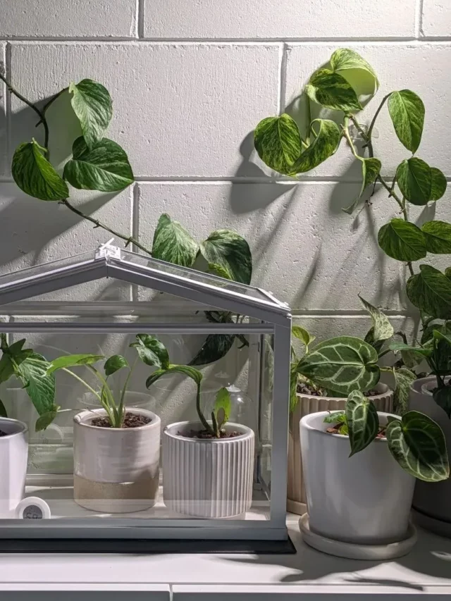 Collection of Monstera Standleyana (Five-Hole Plant) In White Pots