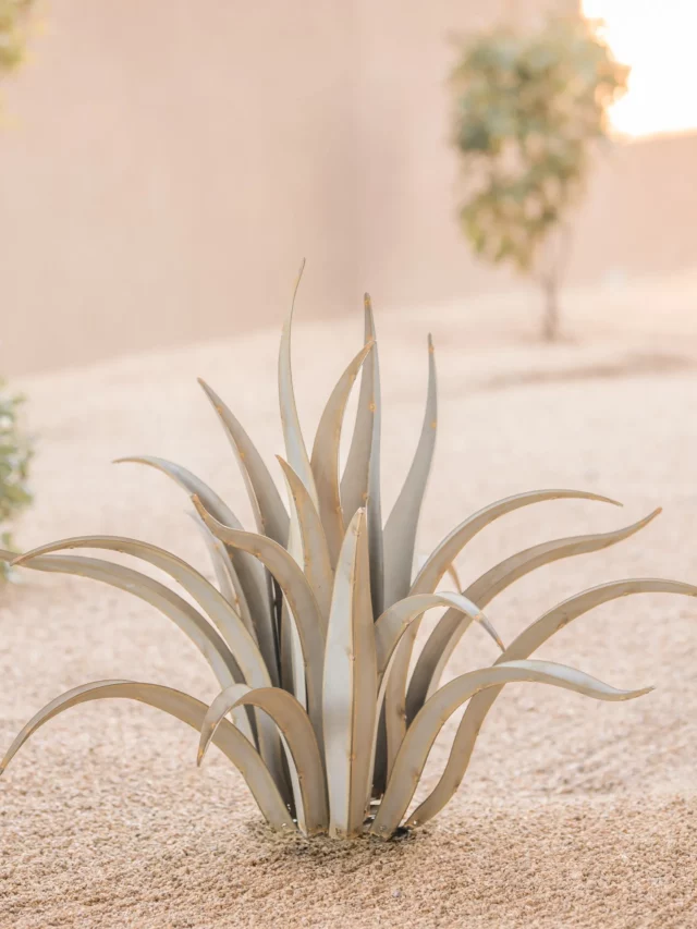 Naturally Growing Octopus Agave Desert Plant On Ground at Desert