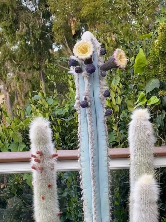 Flourish Old Man Cactus with other Plants at Garden