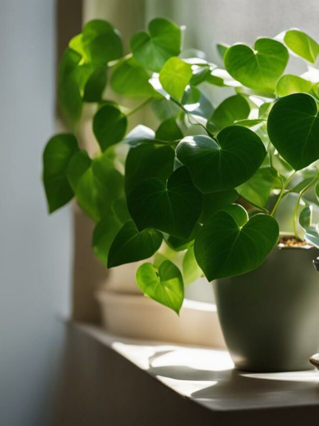 Pearls and Jade Pothos