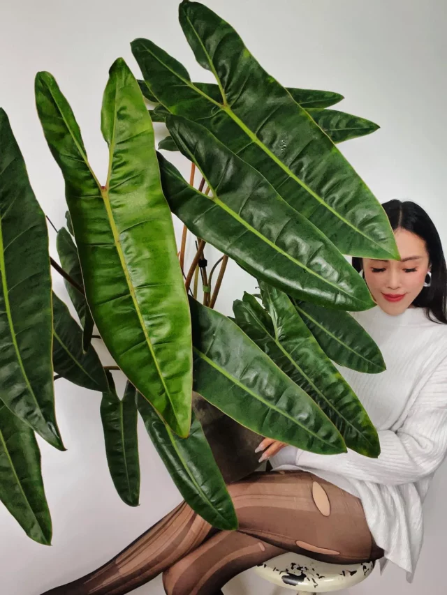 Girl giving a pose with Philodendron Billietiae in Clay Pot