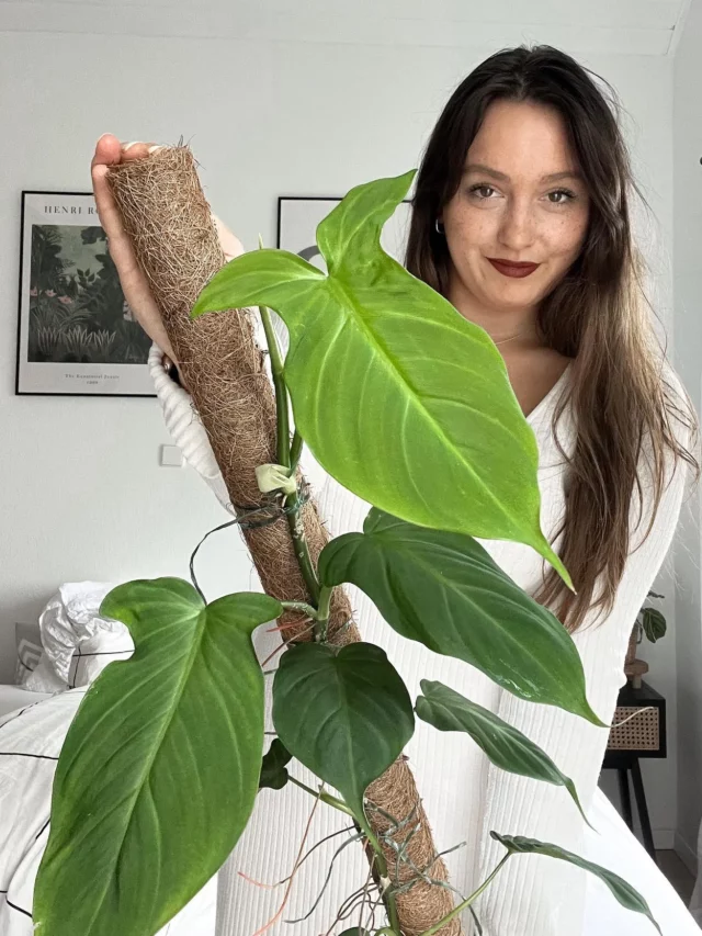 Girl Showing Philodendron Camposportoanum with Wooden Support Stick To Climb