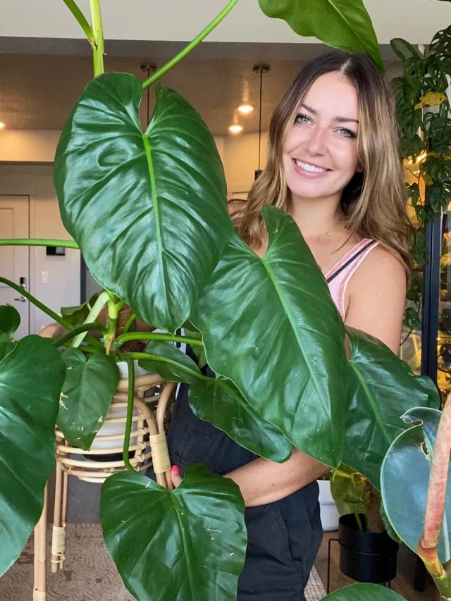 Happy Plant Lover Showing Philodendron Giganteum In White Pot From her Home