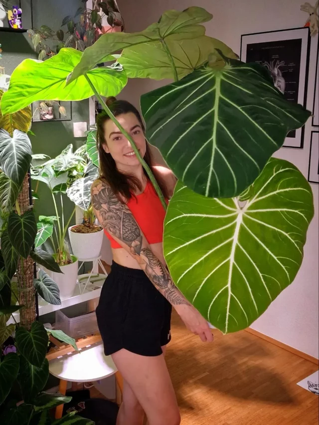 Girl Posing with Philodendron Gloriosum From Her Indoor Garden
