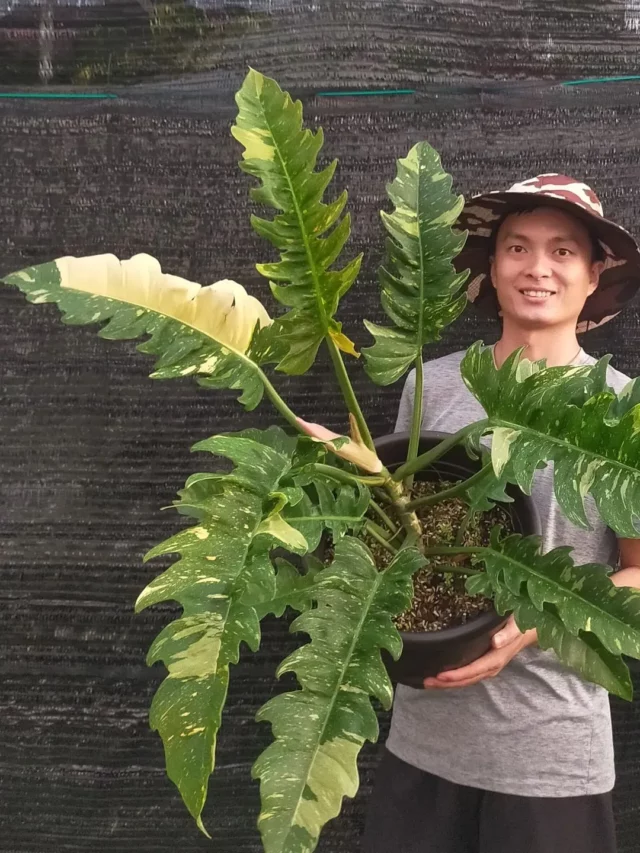 Man with Philodendron Ring of Fire In Black Color Pot