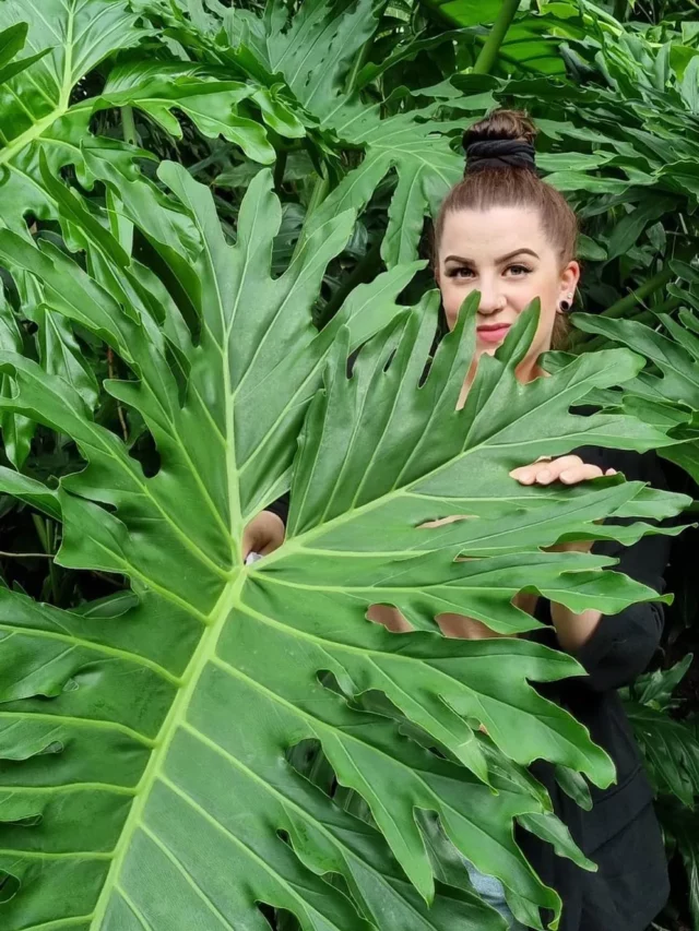 cropped-Philodendron-Selloum20.webp