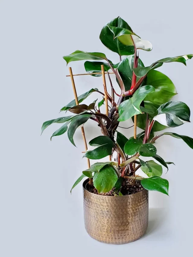 cropped-Philodendron-White-Knight8.webp